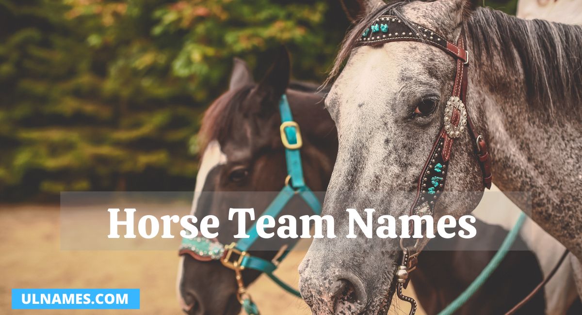 Horse Team Names