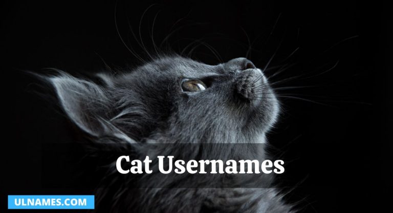 500+ Cat Usernames 2023 (Unique & Attractive)